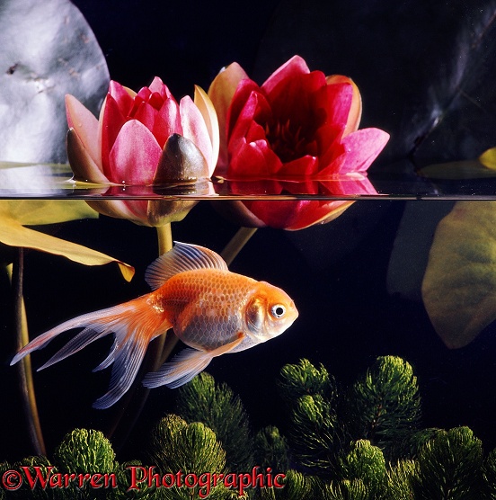 Lionhead Veiltail Goldfish with red waterlily flowers