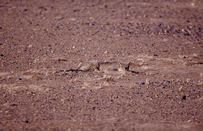 African Wild Cat (Felis lybica) trying to hide in the Namib Desert.  Africa