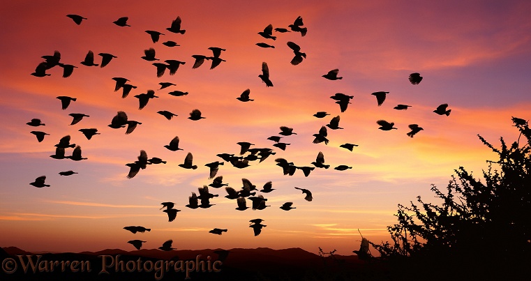 Red-billed Quelea (Quelea quelea) flock taking off at sunset.  Africa