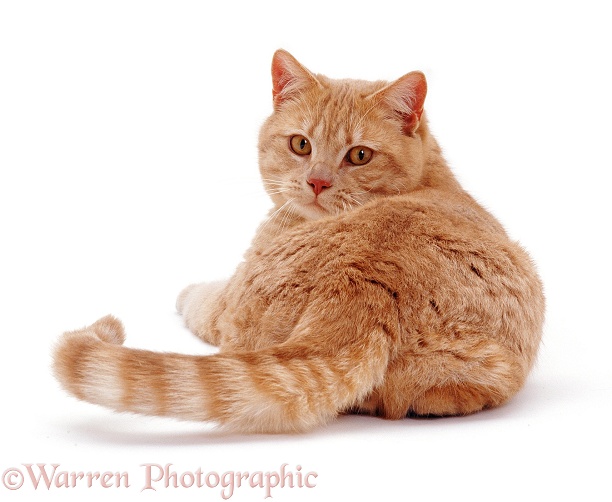 British Shorthair male cat Horatio, back view, looking over his shoulder, white background