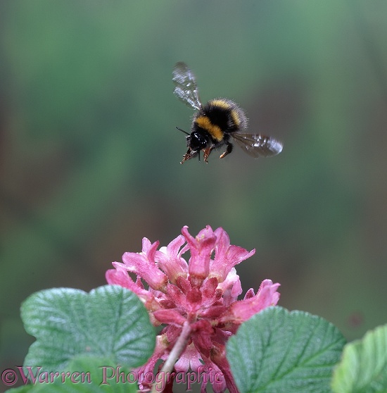 Meadow Bumblebee (Bombus agrorum) visiting flowering currant