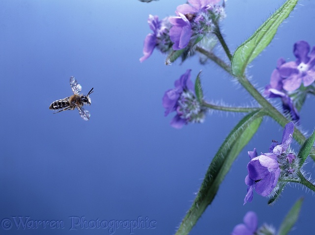 Mining bee (Colletes species) approaching Alkanet flowers