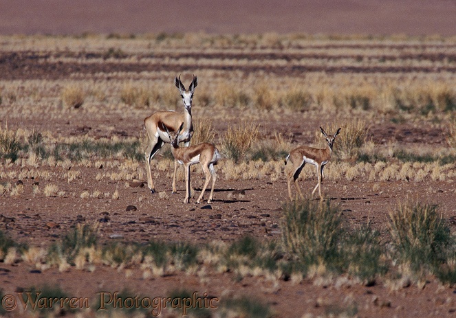 Springbok (Antidorcas marsupialis) with kids.  Africa