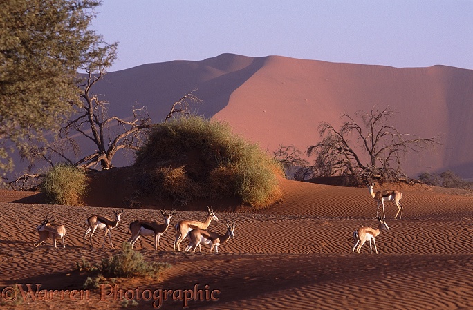 Springboks (Antidorcas marsupialis) in the Namib Desert.  Africa