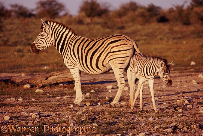 Plains Zebra (Equus burchelli) with a foal.  Africa