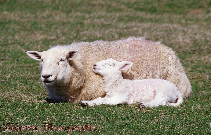 Sheep and sleepy lamb.  Lundy Island, England