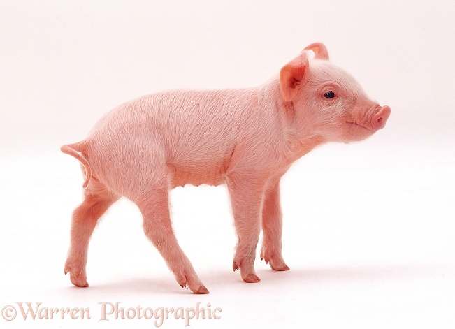 Middle White piglet, 1 week old, white background