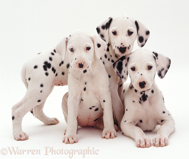 Three Dalmatian puppies, 8 weeks old. The pup with one blue eye is unilaterally deaf, white background