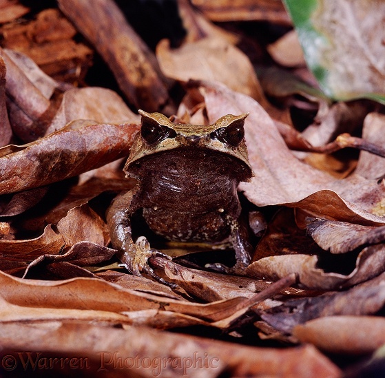 Malayan Horned Frog (Megophrys nasuta) among dead leaves, showing its superb camouflage.  S.E. Asia