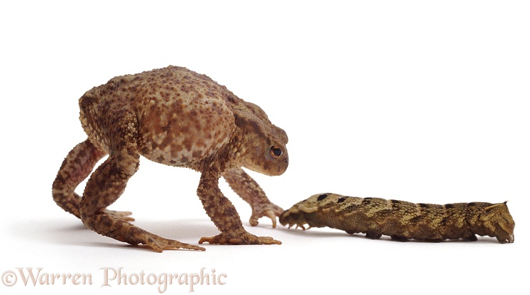 Common Toad (Bufo bufo) in snake-defensive posture when confronted by a snake-like caterpillar of Elephant Hawk Moth (Deilephila elpenor), white background