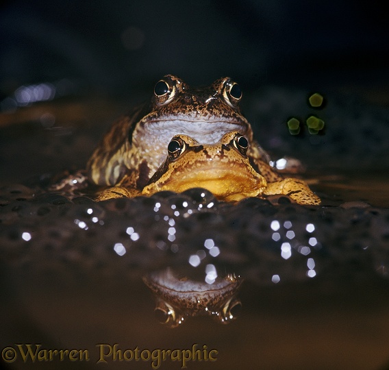 Pair of Common Frogs (Rana temporaria) in amplexus.  Europe