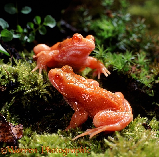 Common Frog (Rana temporaria): red (erythristic) 2 year old males