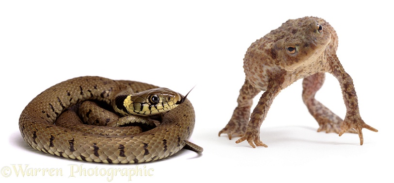 Common Toad (Bufo bufo) in snake-defensive posture when confronted by a Grass Snake (Natrix natrix).  Europe, white background