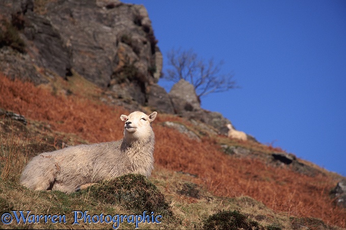 Welsh mountain ewe on a hillside in mid-Wales in October