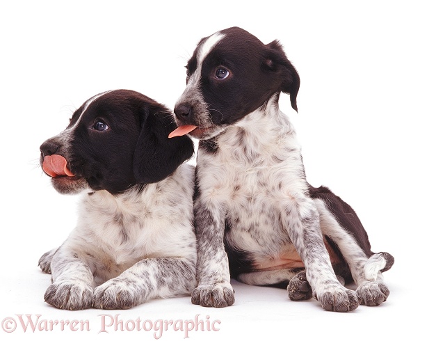 Collie x Spaniel pups, 8 weeks old, white background