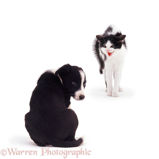 Black-and-white kitten Marge making Border Collie pup Pogle, 8 weeks old, feel really small, white background