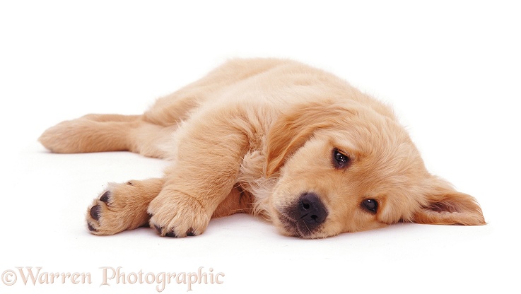 Golden Retriever puppy Jasmine, 10weeksold, white background