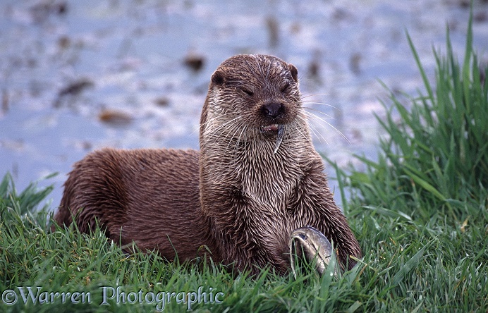 Otter (Lutra lutra) enjoying the tail end of an eel