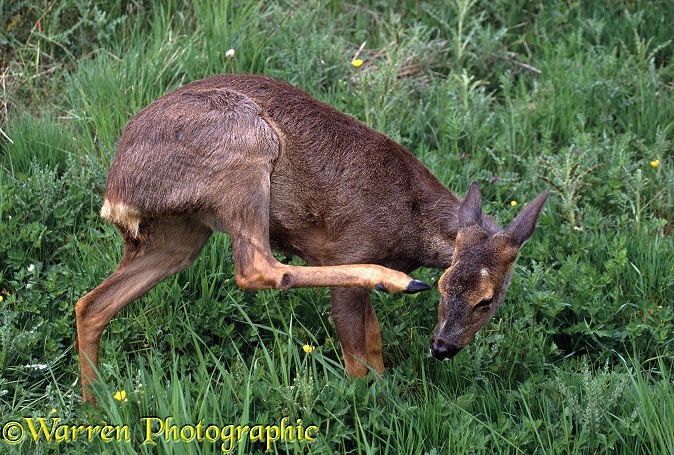 Roe Deer (Capreolus capreolus) doe scratching her head with hind foot.  Europe