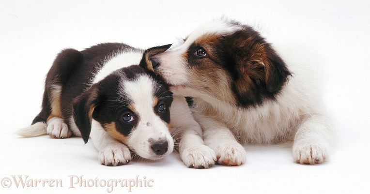 Tricolour Border Collie pups, 8 weeks old. Long-coated Whisper licking smooth-coated Polly's ear, white background