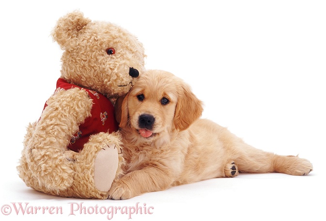 Golden Retriever puppy, Jasmine, 10 weeks old, with a teddy bear, white background