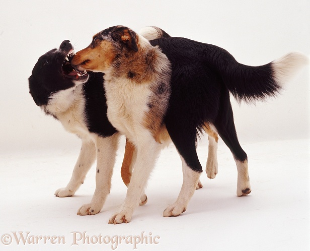 Border Collie brothers, Kai and Phoebus, play-fighting, white background