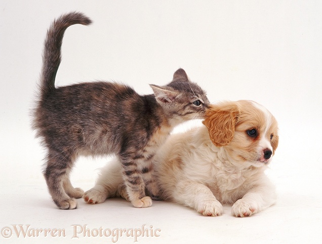 Blue tabby kitten sniffing the ear of a Cavalier x Spitz puppy. Both 8 weeks old, white background