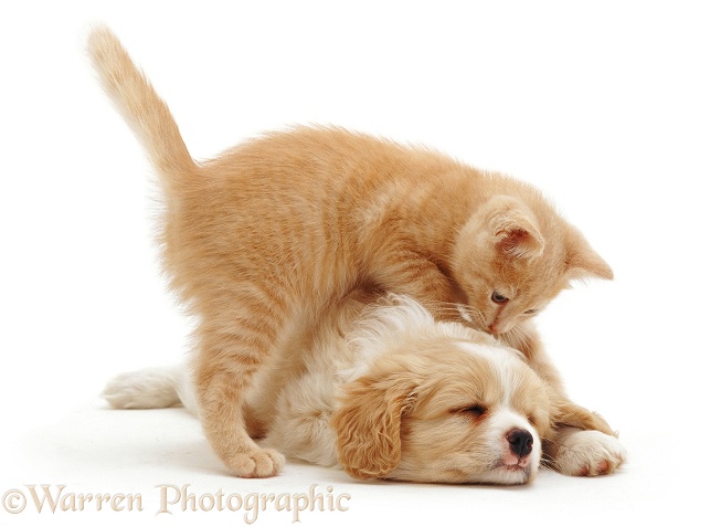 Cream kitten investigating a sleeping Cavalier x Spitz puppy, white background