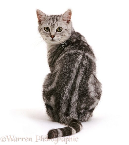 Silver tabby British Shorthair male cat, Butterfly, sitting, back view, looking over his shoulder, white background