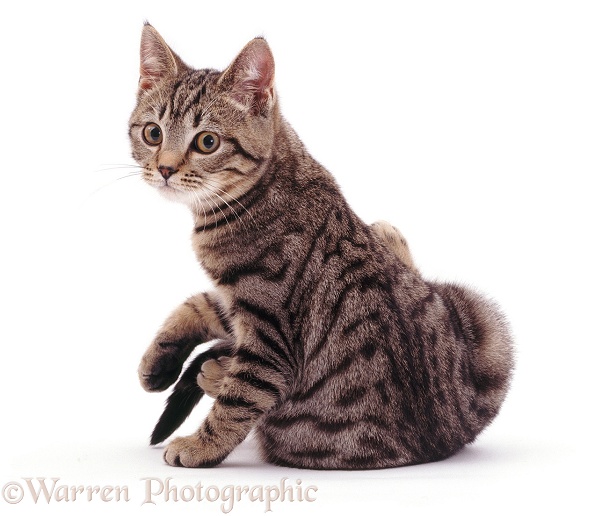 Brown spotted tabby male cat, Lowlander, turning to look at something, white background