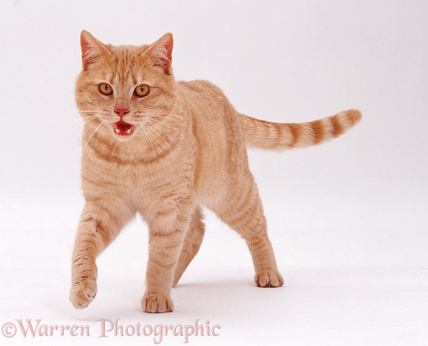 Cream British Shorthair male cat, Horatio, pacing forward, panting, white background