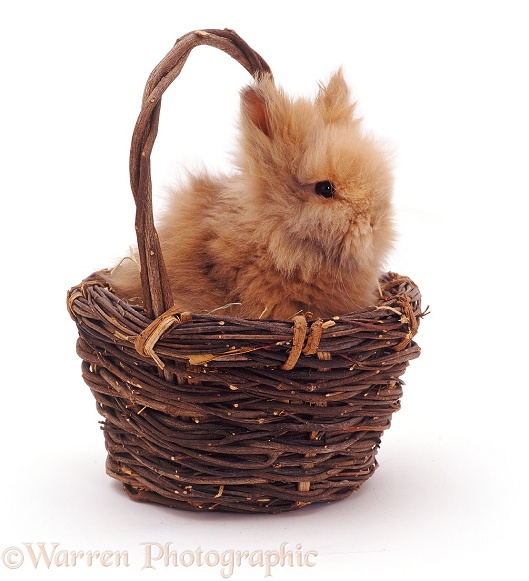 Baby Lionhead dwarf rabbit in a basket, white background