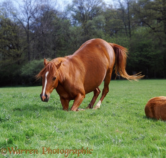 British Show Pony mare Porcelain preparing to lie down