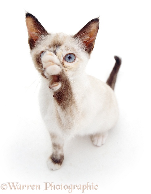 Tortie-point Burmese-cross catten, 13 weeks old, dabbing at something, white background