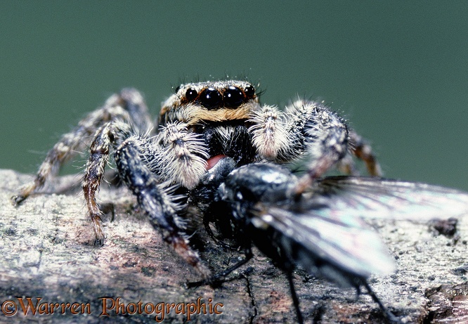 Jumping Spider (Marpissa muscosa) with fly.  Europe