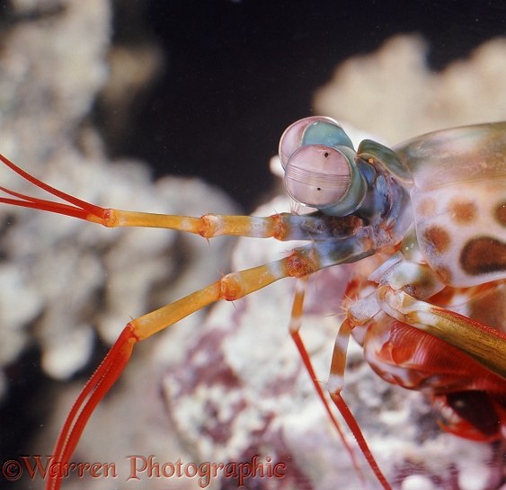 Mantis Shrimp (Squilla empusa)