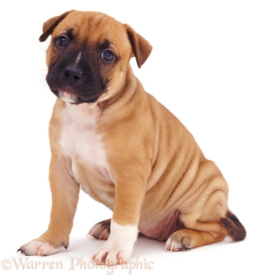 Red Staffordshire Bull Terrier puppy, 6 weeks old, white background