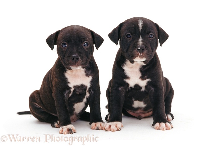 Two brindle Staffordshire Bull Terrier puppies, 6 weeks old, white background