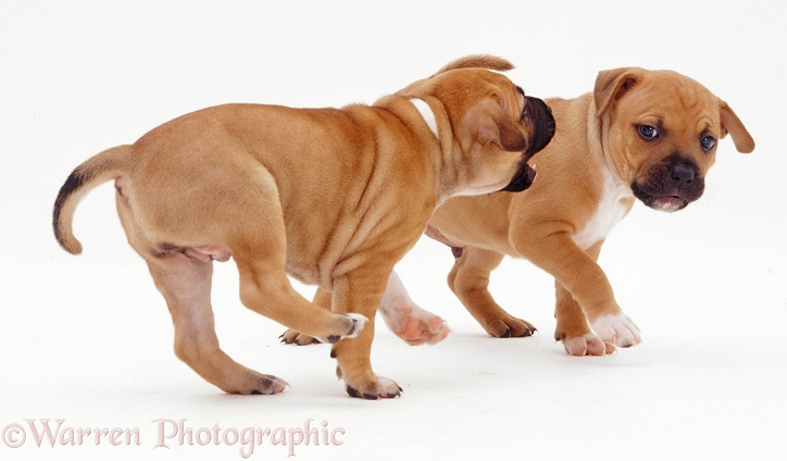 Two red Staffordshire Bull Terrier puppies, 6 weeks old, white background