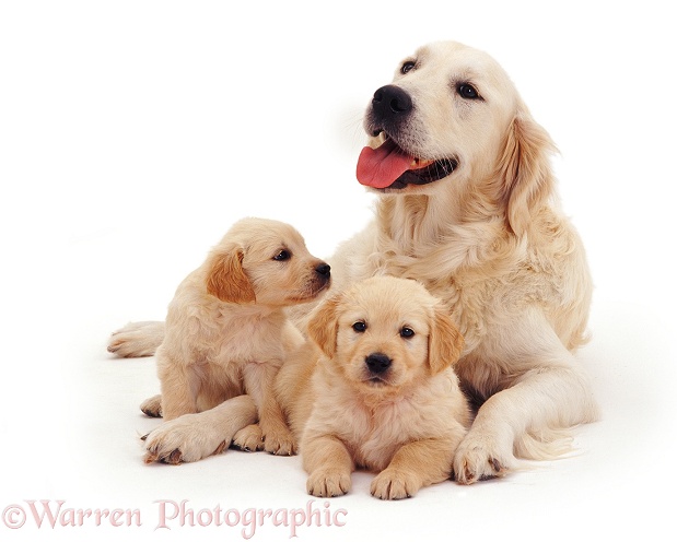 Golden retriever bitch Bella with pups, 6 weeks old, white background