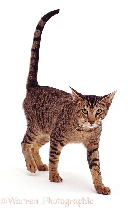 Oriental brown spotted tabby cat Ghensi, 9 months old, white background