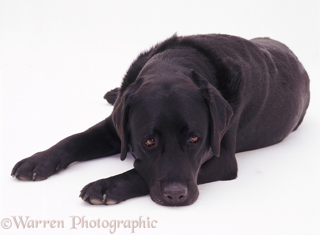 Black Labrador dog Murphy lying with his chin on the floor, white background
