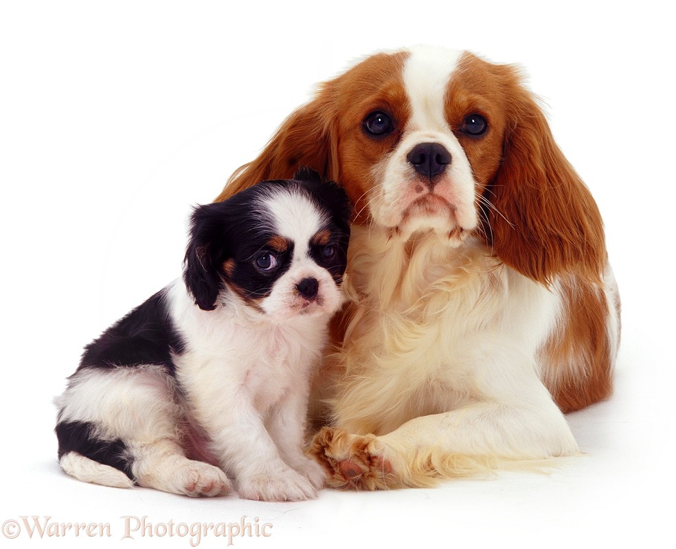Cavalier King Charles mother and pup, white background