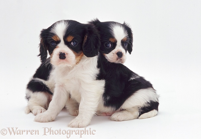 Tricolour Cavalier King Charles Spaniel pups, 6 weeks old, white background