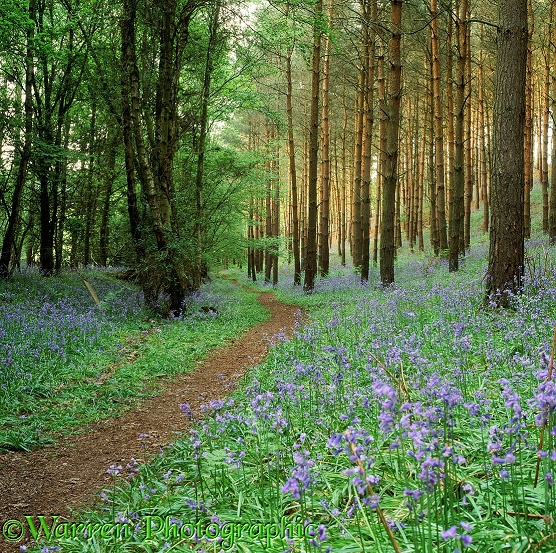 Bluebell woodland.  Surrey, England
