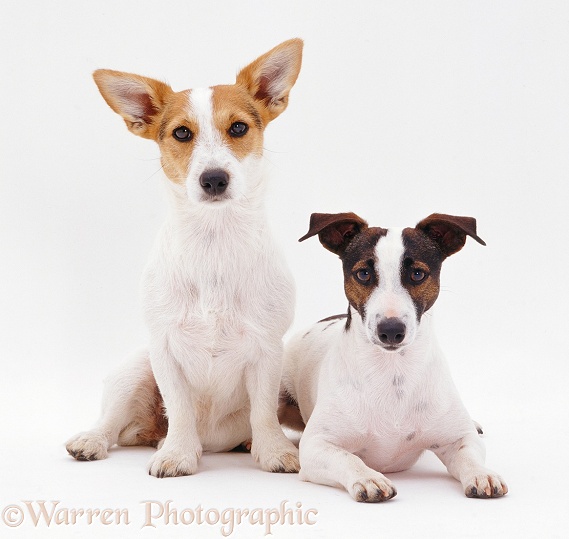 Jack Russell Terriers, white background