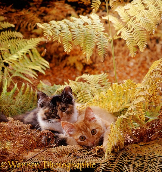 Tortoiseshell and ginger kittens playing in autumnal bracken