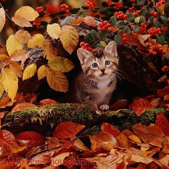 Tabby kitten among autumn beech leaves and cotoneaster berries