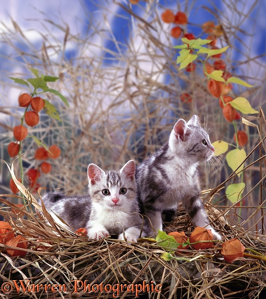 Kittens and Chinese lanterns