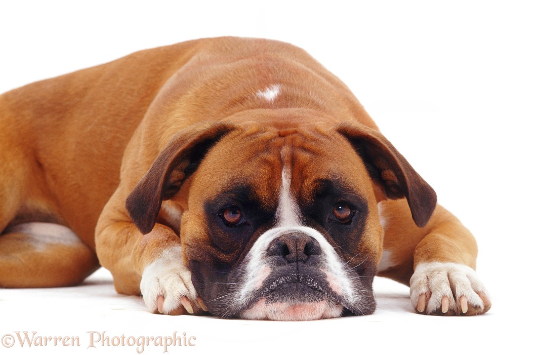 Boxer with its chin on the ground, white background